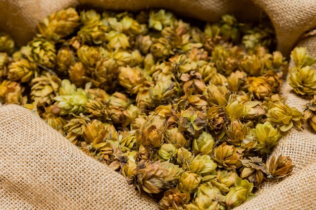 Verse gedroogde hopbellen in een jute zak, klaar voor het brouwproces